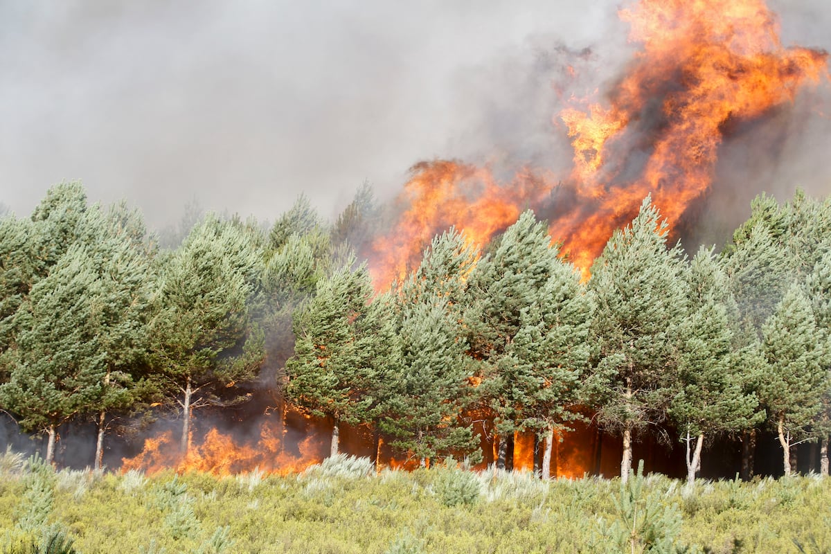 As chamas devoram uma zona arborizada na região limítrofe entre Ourense e Zamora nesta sexta-feira. (Foto: Mariam A. Montesinos - EFE)