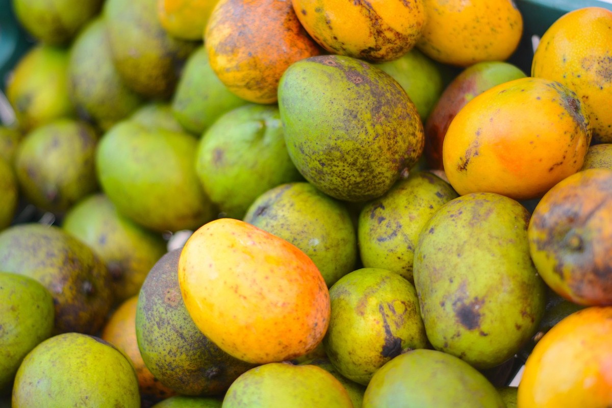 Produtores de manga se preocupam com suspensão de embarques da fruta para os EUA a duas semanas da colheita — Foto: Pixabay
