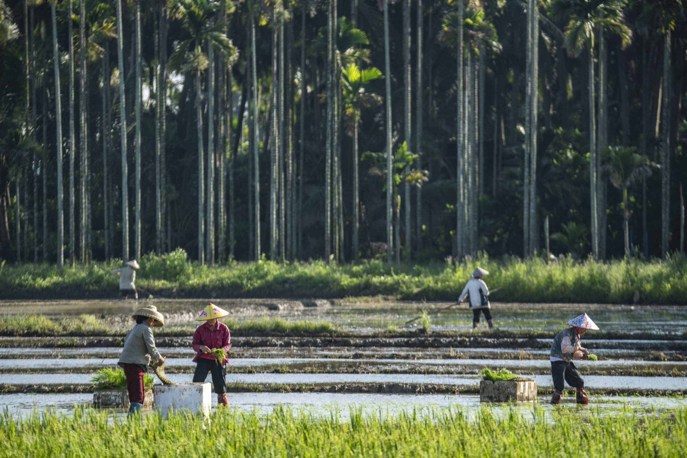 Arroz se adapta melhor às mudanças climáticas e garante colheitas sustentáveis Plantação de arroz em Qionghai, na China - Meng Zhongde - 21.mai.2025/Xinhua (Foto: Meng Zhongde - 21.mai.2025/Xinhua)
