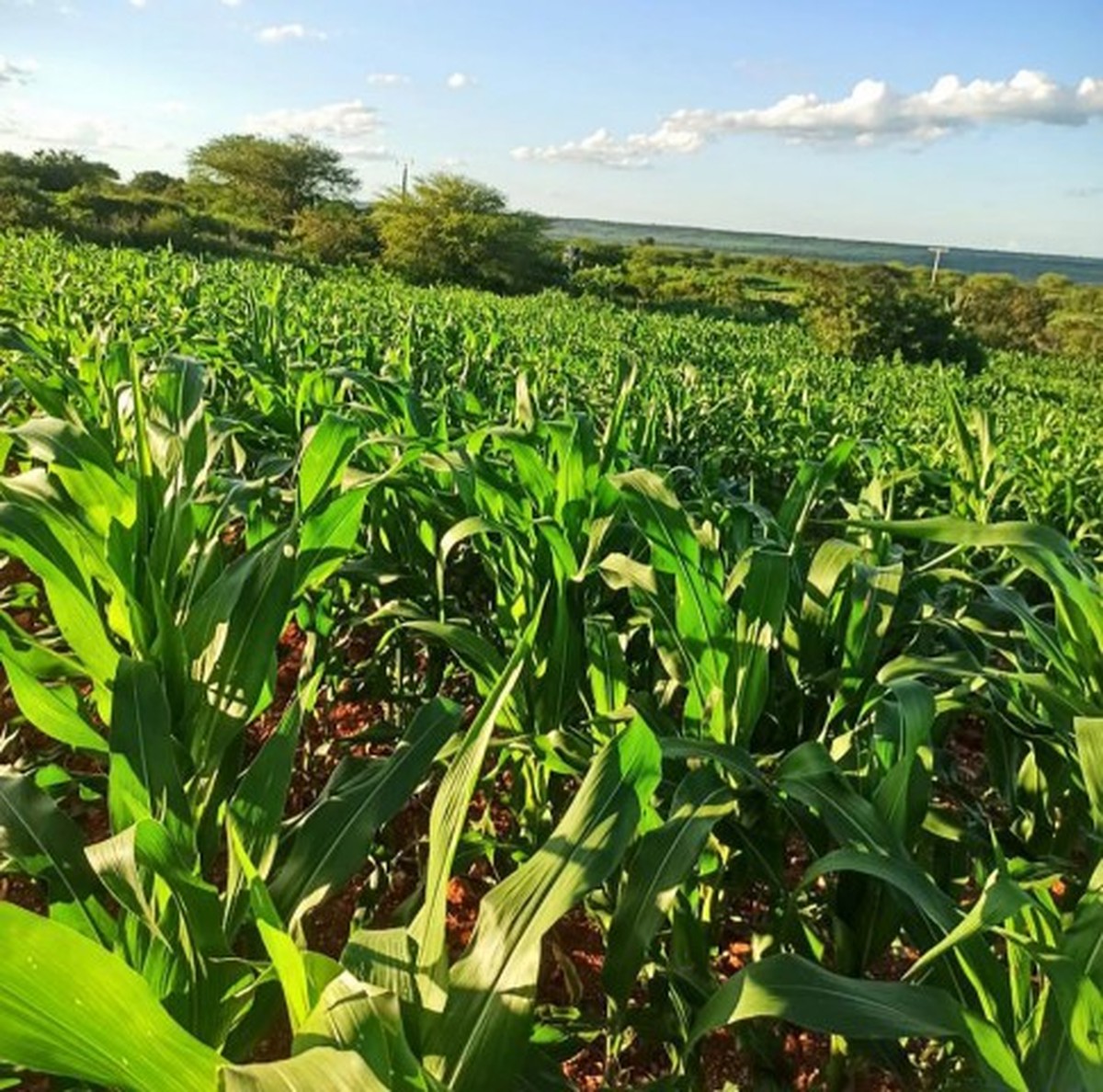Alimentação deve registrar queda acentuada na inflação com novas safras e dólar estável Safra de feijão e arroz chega ao mercado e deve reduzir ainda mais a inflação da alimentação em domicílios (Foto: Divulgação)