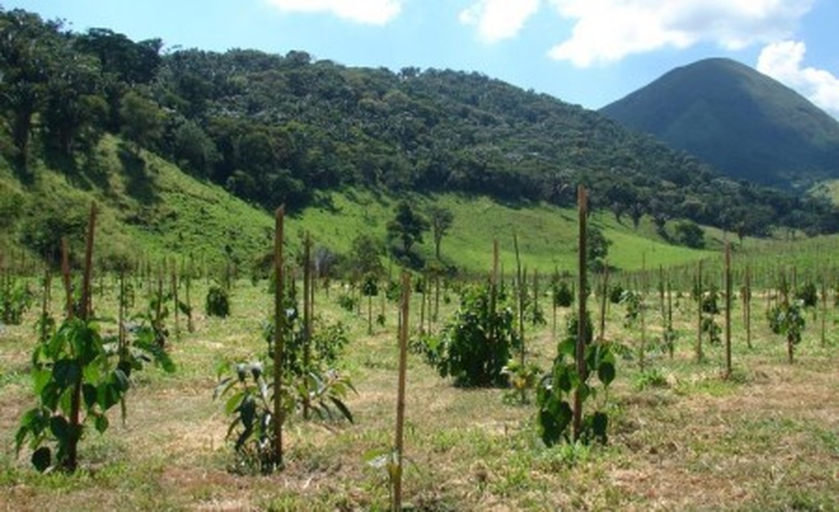 Estudo criou modelo que projeta o tempo de crescimento de espécies arbóreas nativas da Mata Atlântica até que obtenham 'maturidade' necessária para atender à indústria madeireira (Foto: Pedro Brancalion/Lastrop-USP)