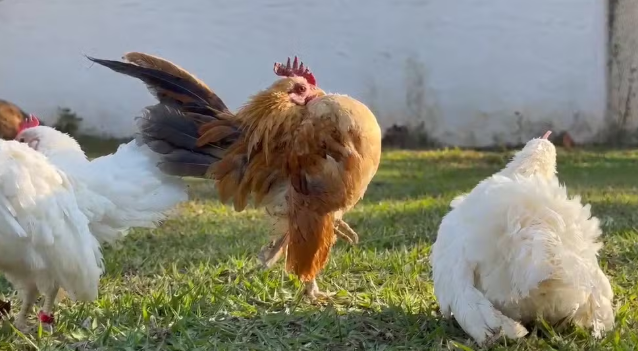 A expectativa de vida da Serama varia de cinco a 10 anos, uma média semelhante à das galinhas tradicionais (Foto: Reprodução)