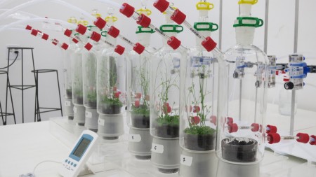 α-Copaeno se destaca como repelente eficaz contra insetos do greening em citros Para garantir que os insetos fossem expostos aos aromas de forma semelhante ao que ocorre na natureza, os cientistas desenvolveram e aperfeiçoaram um difusor para disseminar os compostos onde o inseto fica confinado e faz escolhas a favor ou contra os aromas ofertados (Foto: Fundecitrus)