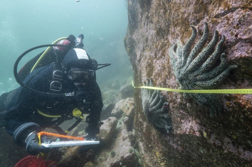 Cientistas descobrem causa da morte de 5 bilhões de estrelas-do-mar Na foto, fornecida pelo Hakai Institute, a pesquisadora Alyssa Gehman, do Hakai Institute, conta e mede estrelas-do-mar-girassol no canal Burke, na costa central da Colúmbia Britânica, no Canadá, em 2023. (Foto: Bennett Whitnell/Hakai Institute via AP)