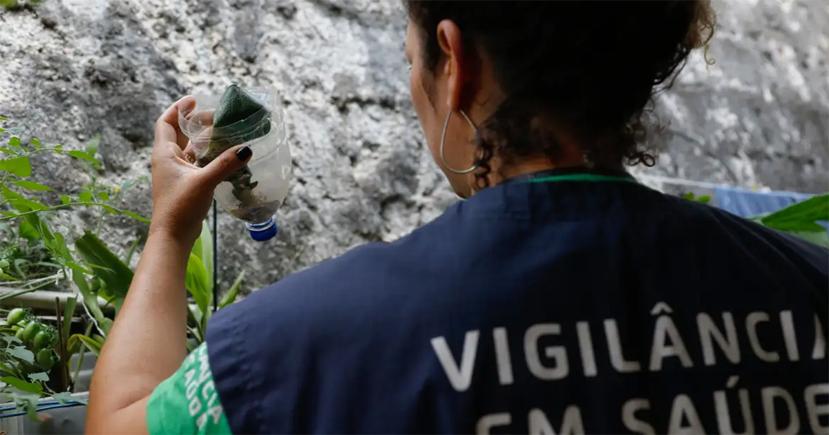 Aumento de infecções transmitidas por animais preocupa especialistas em saúde pública Mulher de cabelos cacheados presos vestindo colete da Vigilância em Saúde coleta larvas de mosquitos da dengue. (Foto: USP Imagens)