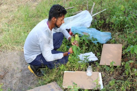 Pataxó Hãhãhãi durante coleta em trabalho de campo, em 2023 (Foto: Hemerson Dantas dos Santos Pataxó Hãhãhãi)