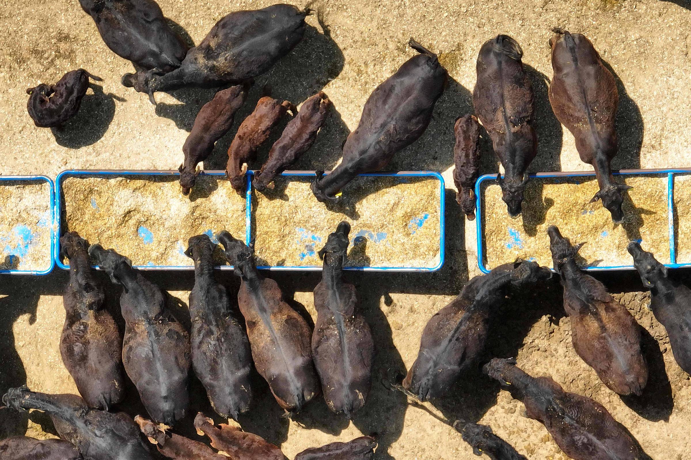 Preços da carne bovina nos EUA alcançam recorde histórico no primeiro semestre Rebanho bovino da raça angus se alimenta no cocho, na Universidade de Maruland, nos Estados Unidos (Foto: Jim Watson/AFP)