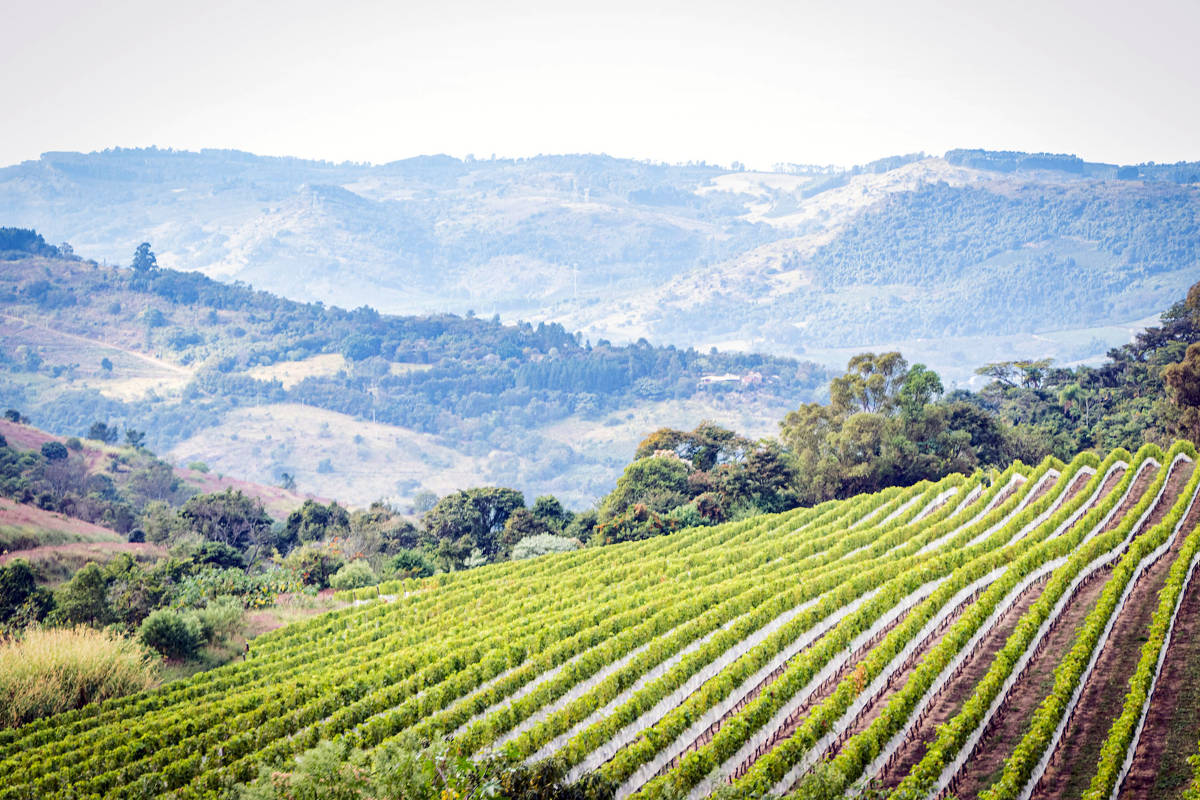 Vinha e gastronomia se unem em experiência única na vinícola Guaspari Vinhedos da Vinícola Guaspari, em Espírito Santo do Pinhal (SP) - Divulgação (Foto: Divulgação)