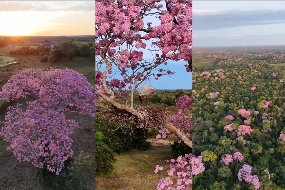 Pantanal ganha cor com a florada dos ipês; assista ao vídeo da beleza natural Ipês florescem no Pantanal sul-mato-grossense (Foto: Renato Rondon/Hotel Barra Mansa)