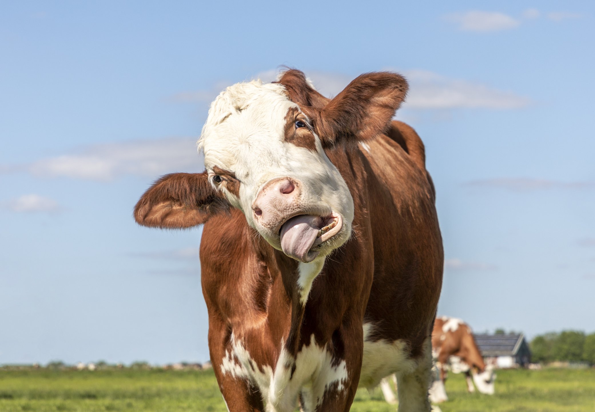 Vaca engraçada se engasga com a própria língua, retrato de um bovino comendo de boca aberta, mostrando gengivas e língua (Foto: Getty Images)