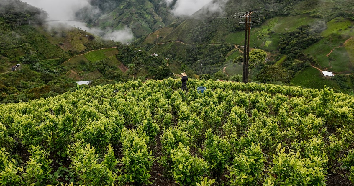 Colômbia registrou aumento de 10% na área cultivada de coca no ano passado, o suficiente para produzir mais de 2.600 toneladas da droga - Gustavo Petro fez um discurso em Tibú, departamento de Norte de Santander, Colômbia, no dia 6 de março (Foto: Reprodução)