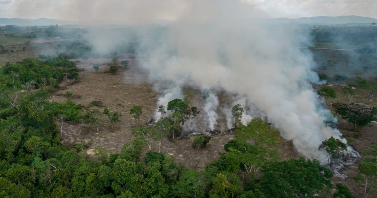 Plataforma de investimentos prioriza projetos sustentáveis no Brasil Projetos de reflorestamento e de captura de carbono estão no alvo de investidores globais (Foto: Jonne Roriz/Bloomberg)