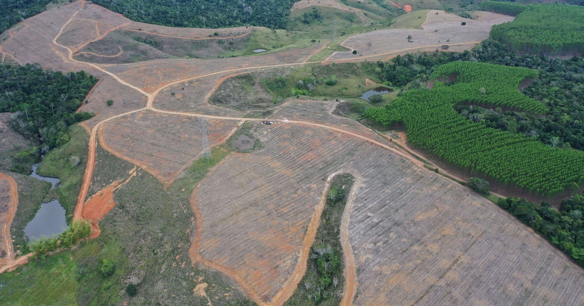 Área do Projeto Gameleira, da re.green no sul da Bahia, agora em parceria com a Nestlé para restauração de paisagens degradadas (Foto: Divulgação)