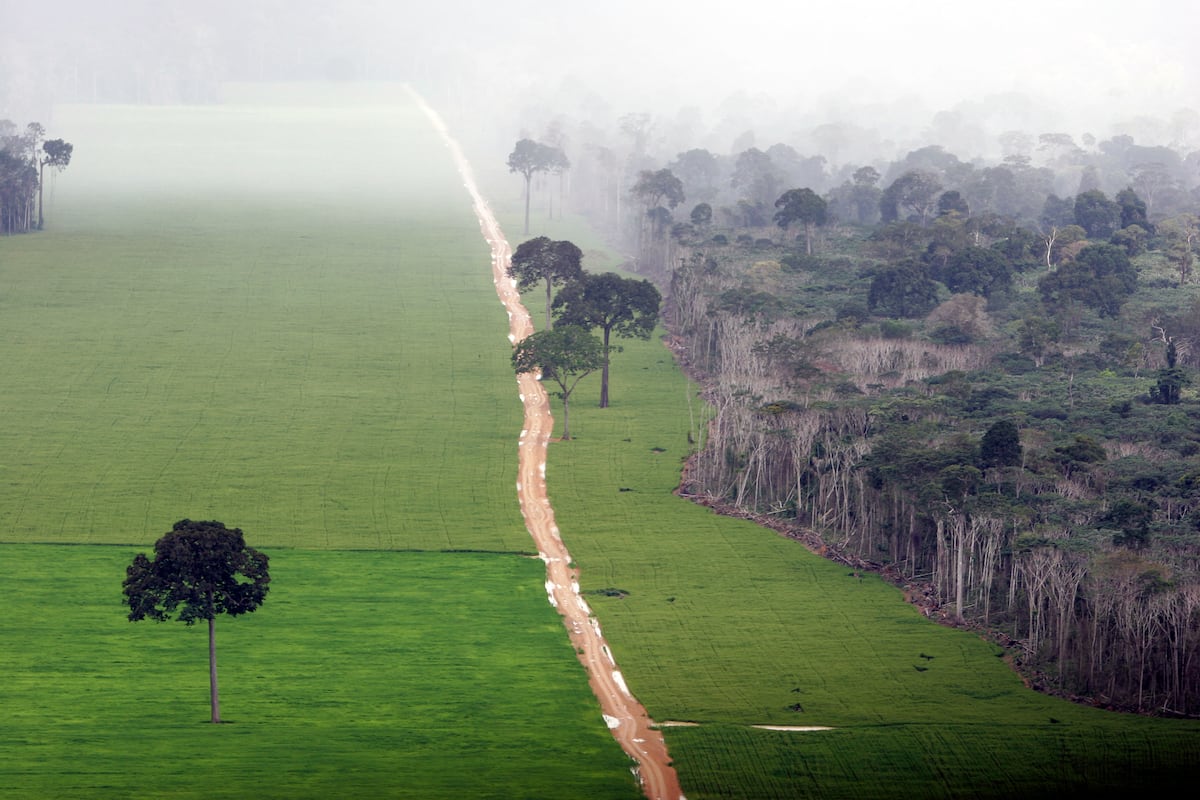 Brasil alerta sobre riscos da soja importada e suas consequências ambientais Terreno deforestado para plantar soja junto à selva amazônica no Estado brasileiro de Pará. (Foto: Brazil Photos (LightRocket via Getty Images))